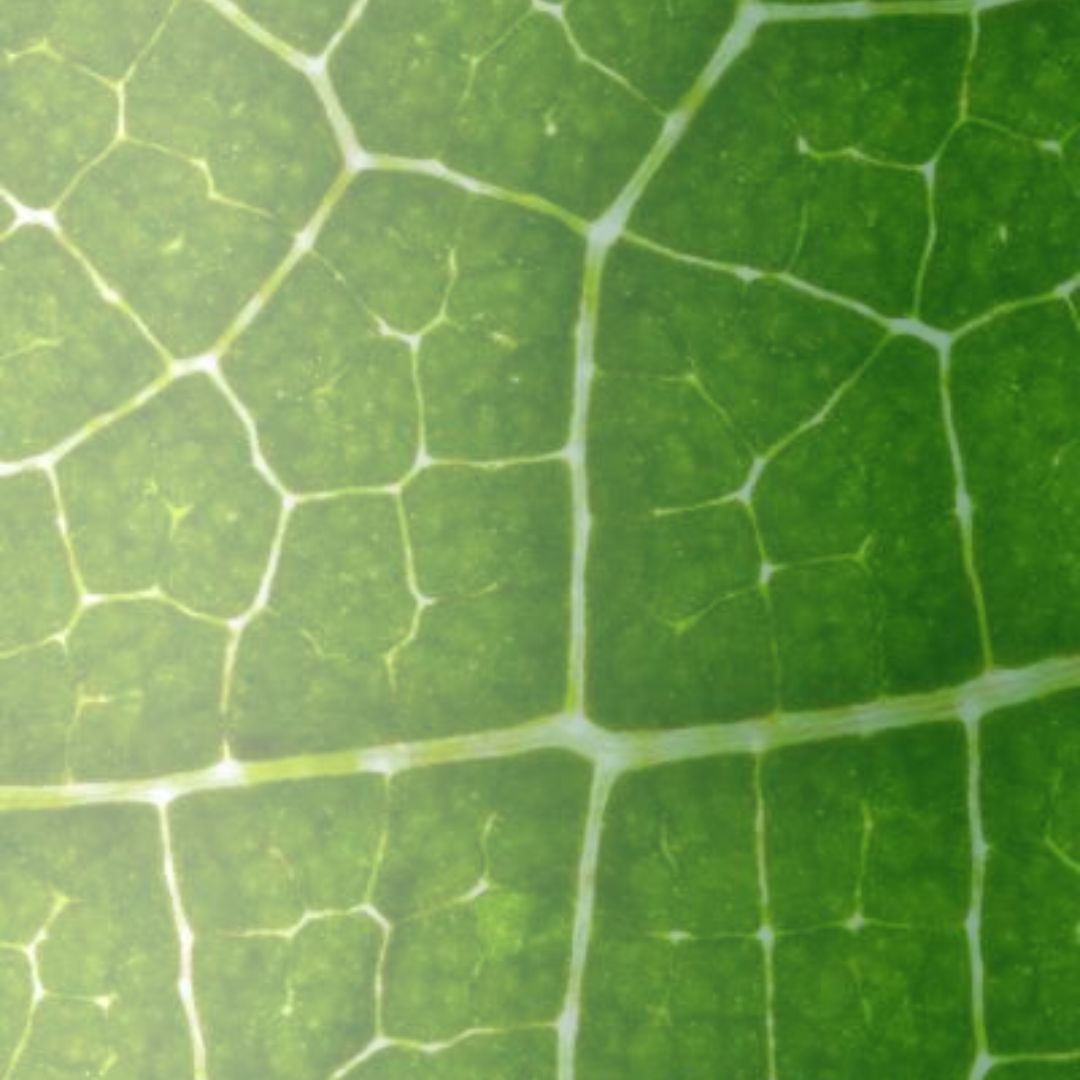 Image Leaf